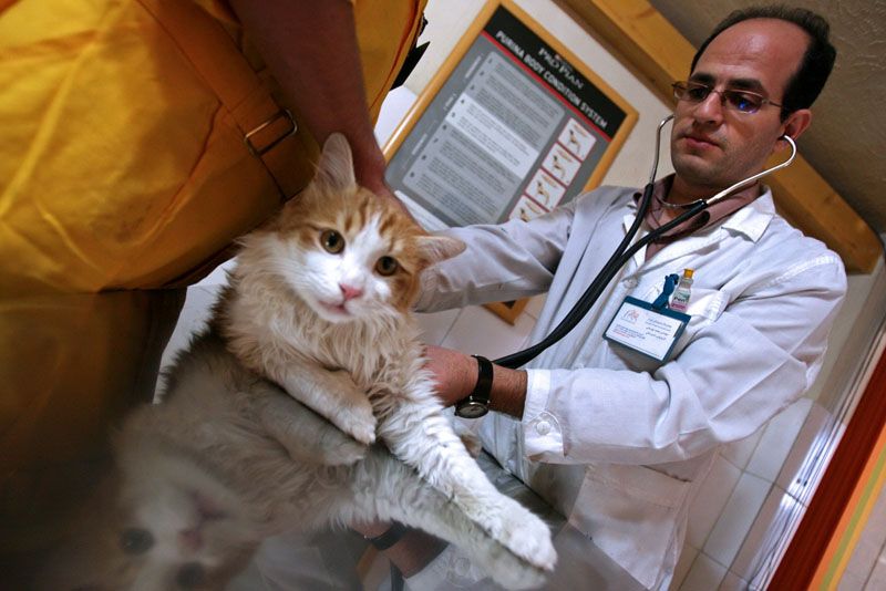 Cat at a veterinary clinic