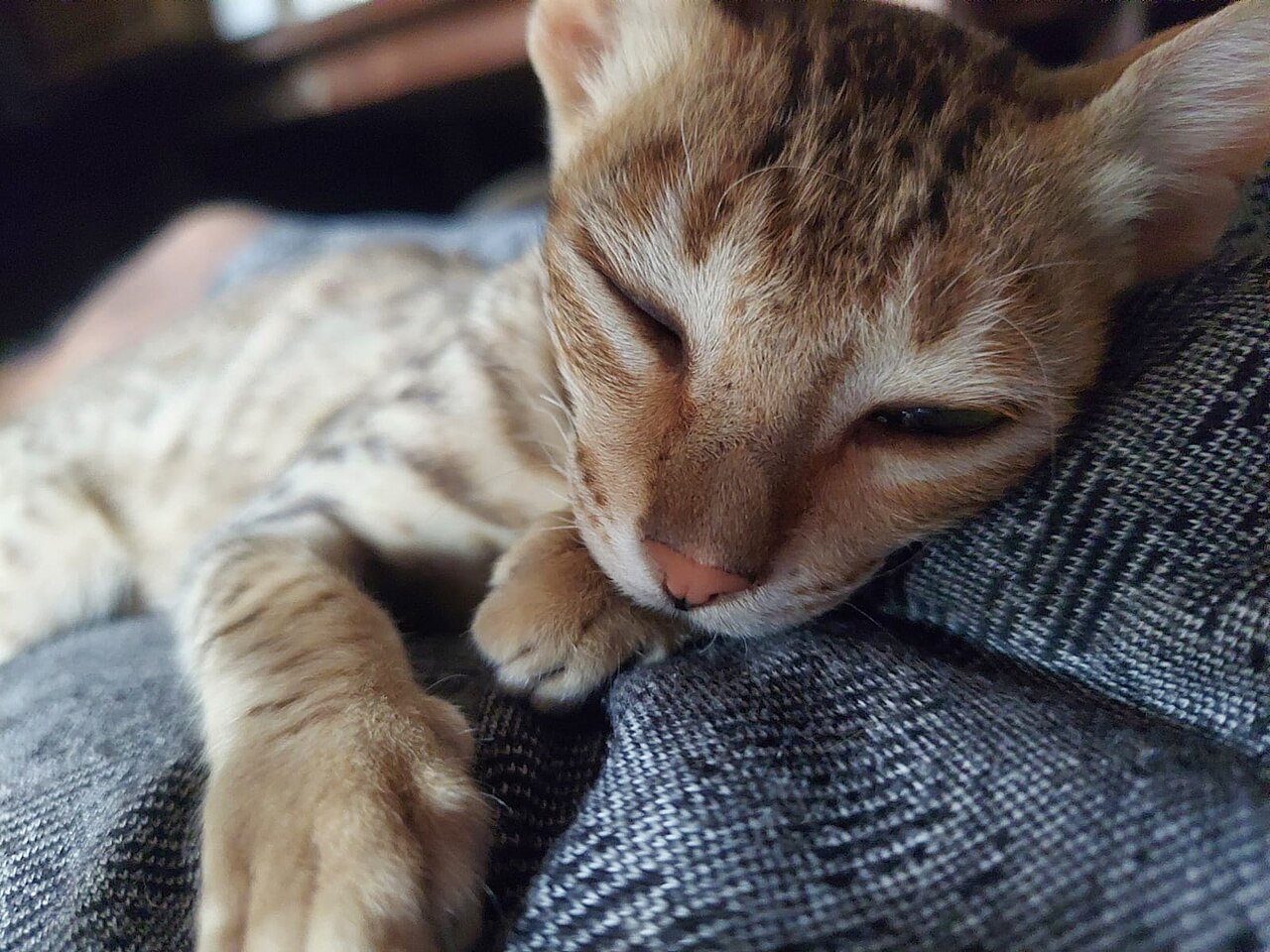Kitten resting