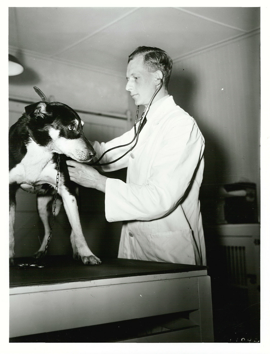 Dog being examined at an SPCA clinic