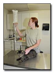 Stray cat receiving a veterinary exam